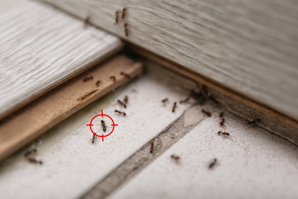Best Commercial Pest Control Services  in Lake View, AL