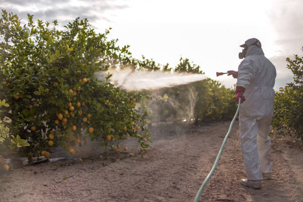 Best Local Pest Control Services  in Lake View, AL