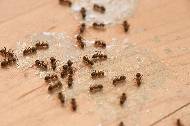 Best Best Pest Control Companies  in Lake View, AL