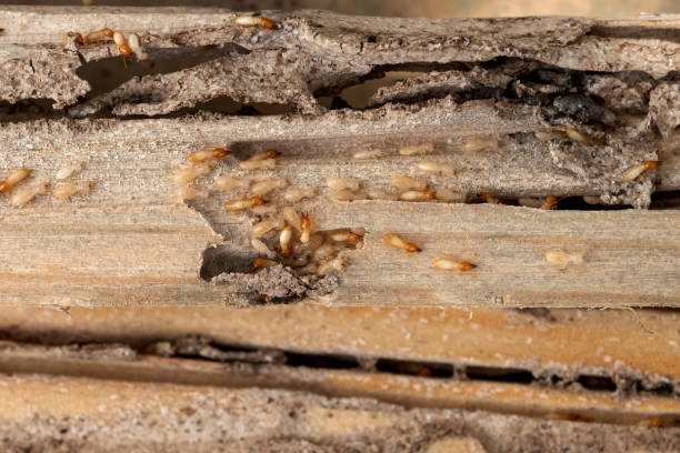 Pest Control for Restaurants in Lake View, AL